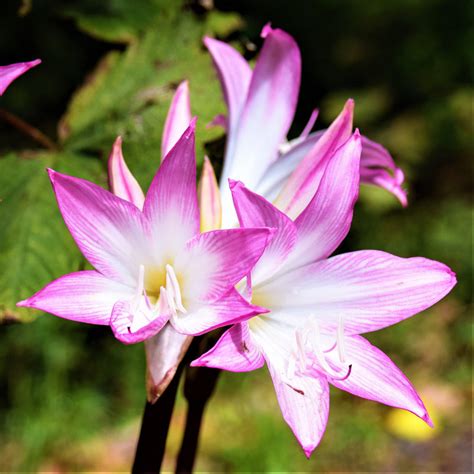 naked ladies plant|Belladonna Lily (Amaryllis Belladonna) Growing & Care Guide for。